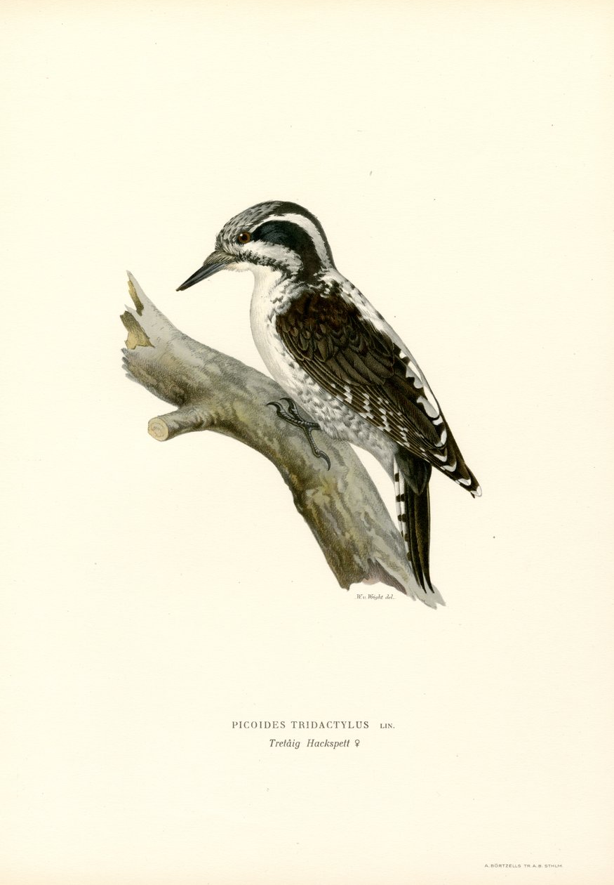 Dreizehenspecht von Magnus Ferdinand and Wilhelm von Wright