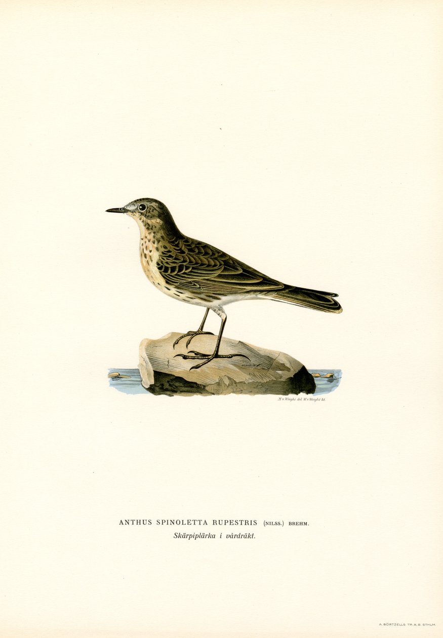 Wasserpieper von Magnus Ferdinand and Wilhelm von Wright