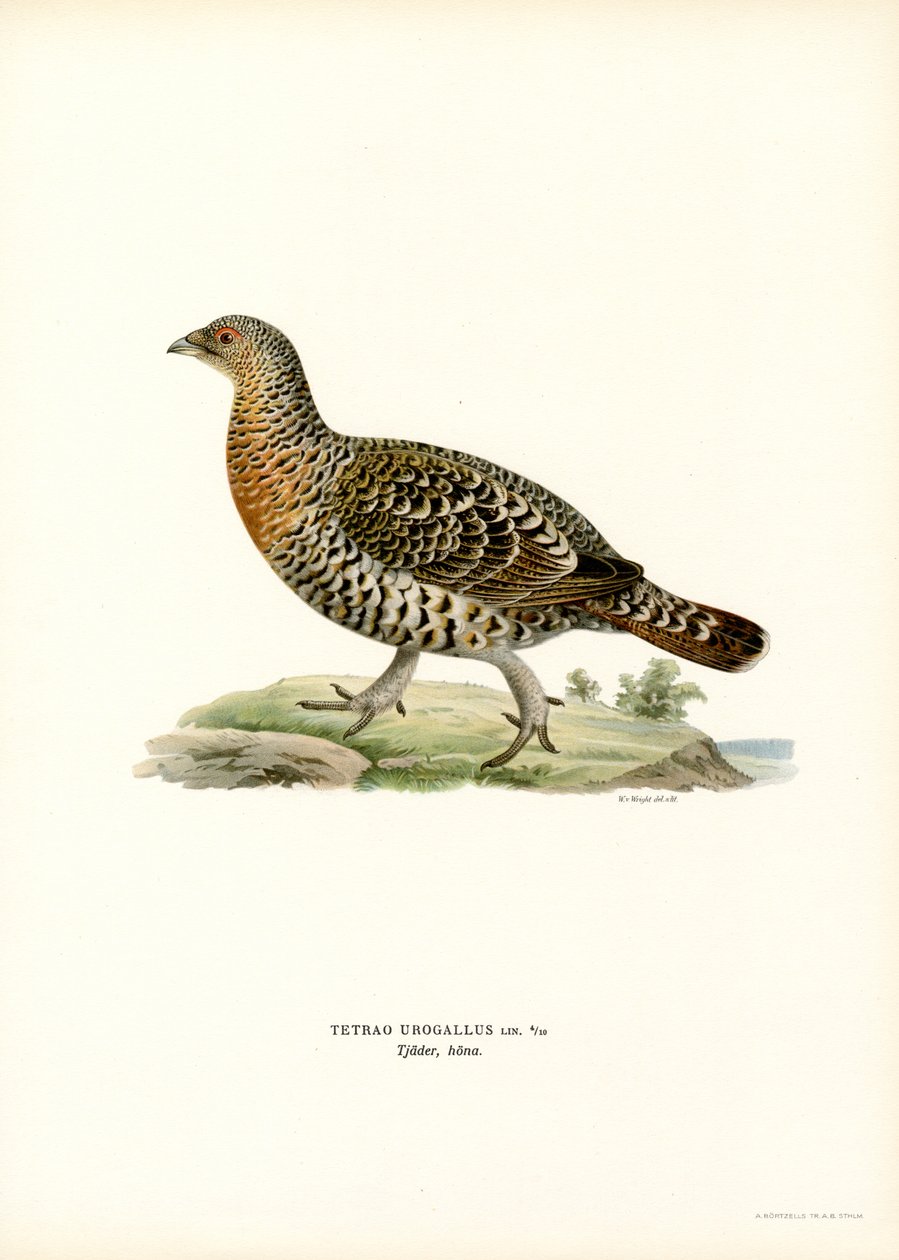 Auerhuhn von Magnus Ferdinand and Wilhelm von Wright