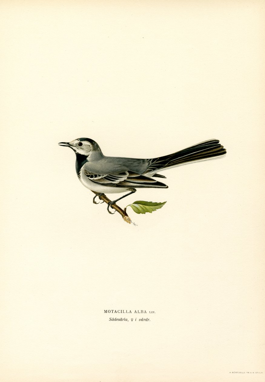 Bachstelze von Magnus Ferdinand and Wilhelm von Wright