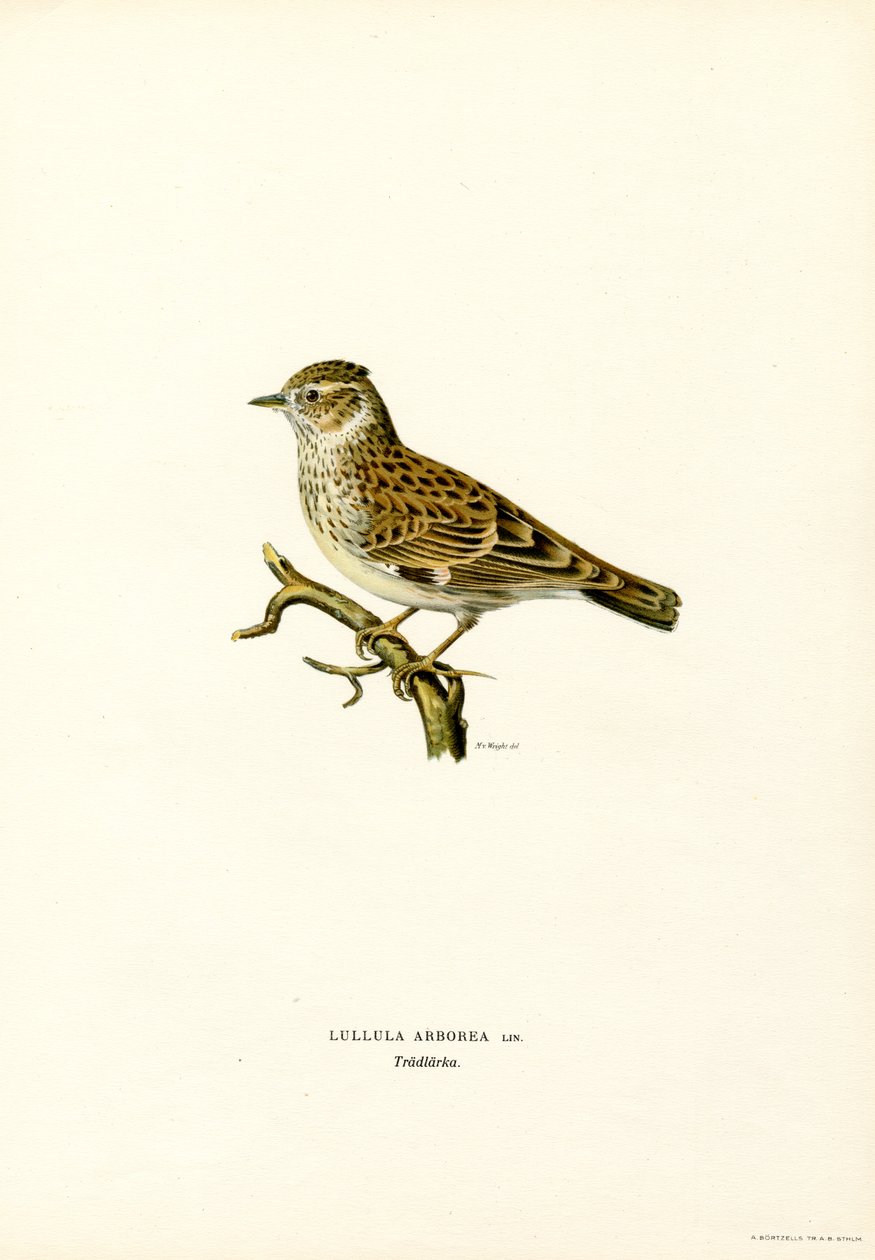 Heidelerche von Magnus Ferdinand and Wilhelm von Wright