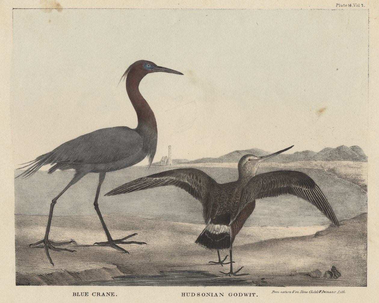 Blauer Kranich, Hudson-Schnepfe, Lithographie von Childs und Inman, aus 