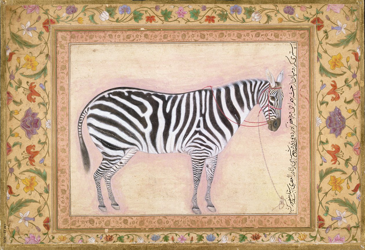 Zebra, aus dem 