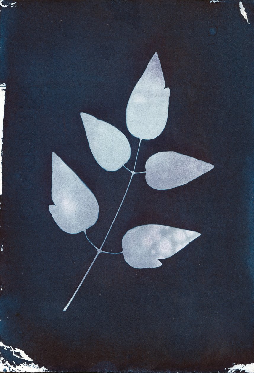 Cyanotypie, 2023 von Marco Campedelli