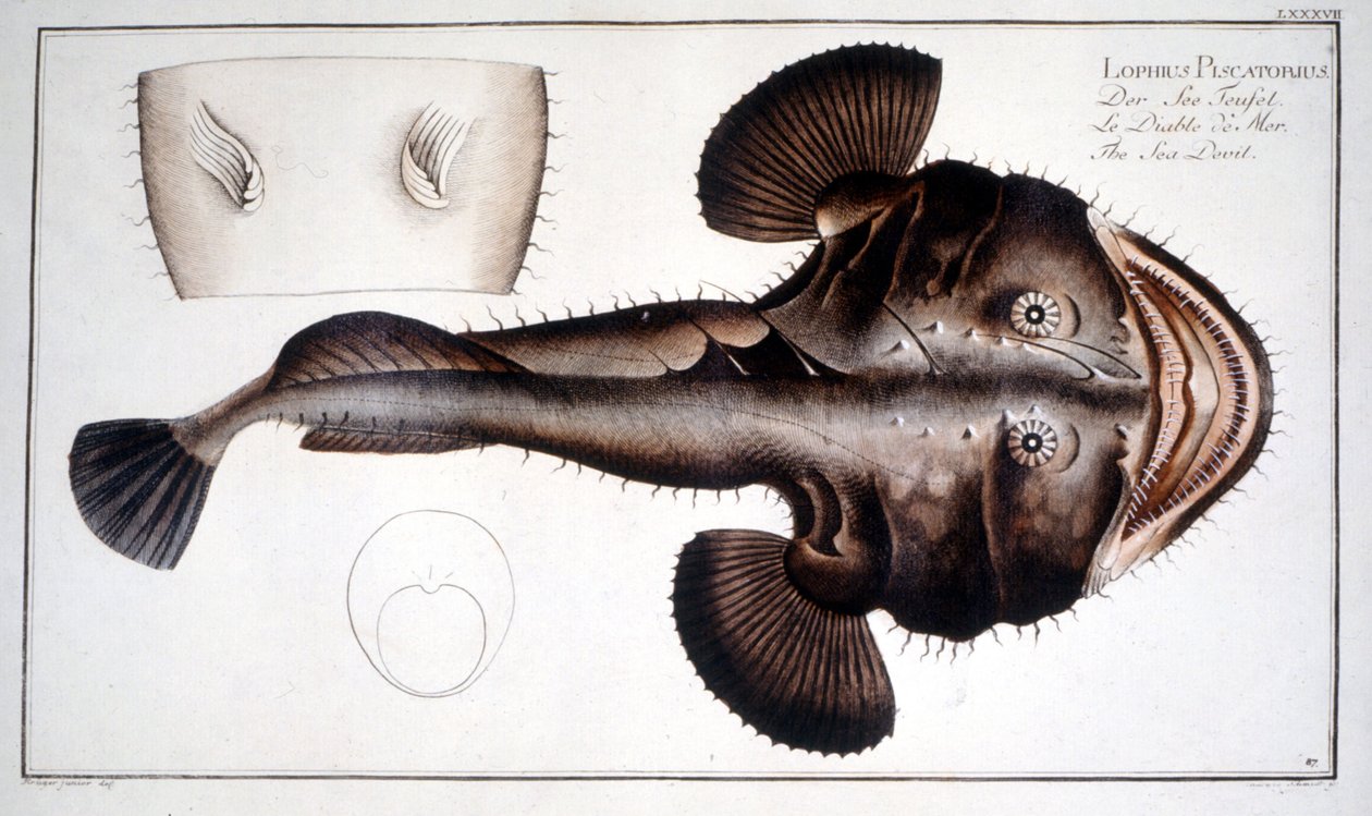 Naturgeschichte Platte: Die Lotte nach Marc Elieser Bloch Ichtyologie Paris - Berlin - London 1787 von Marcus Élieser Bloch