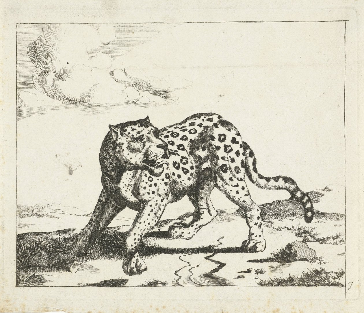 Leopard, nach links stehend, Kopf nach rechts von Marcus de Bye