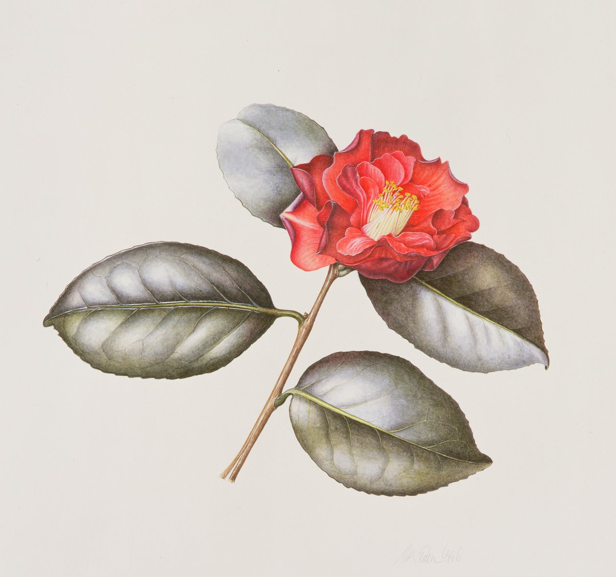 Camelia Japonica Adolphe Anderson von Margaret Ann Eden