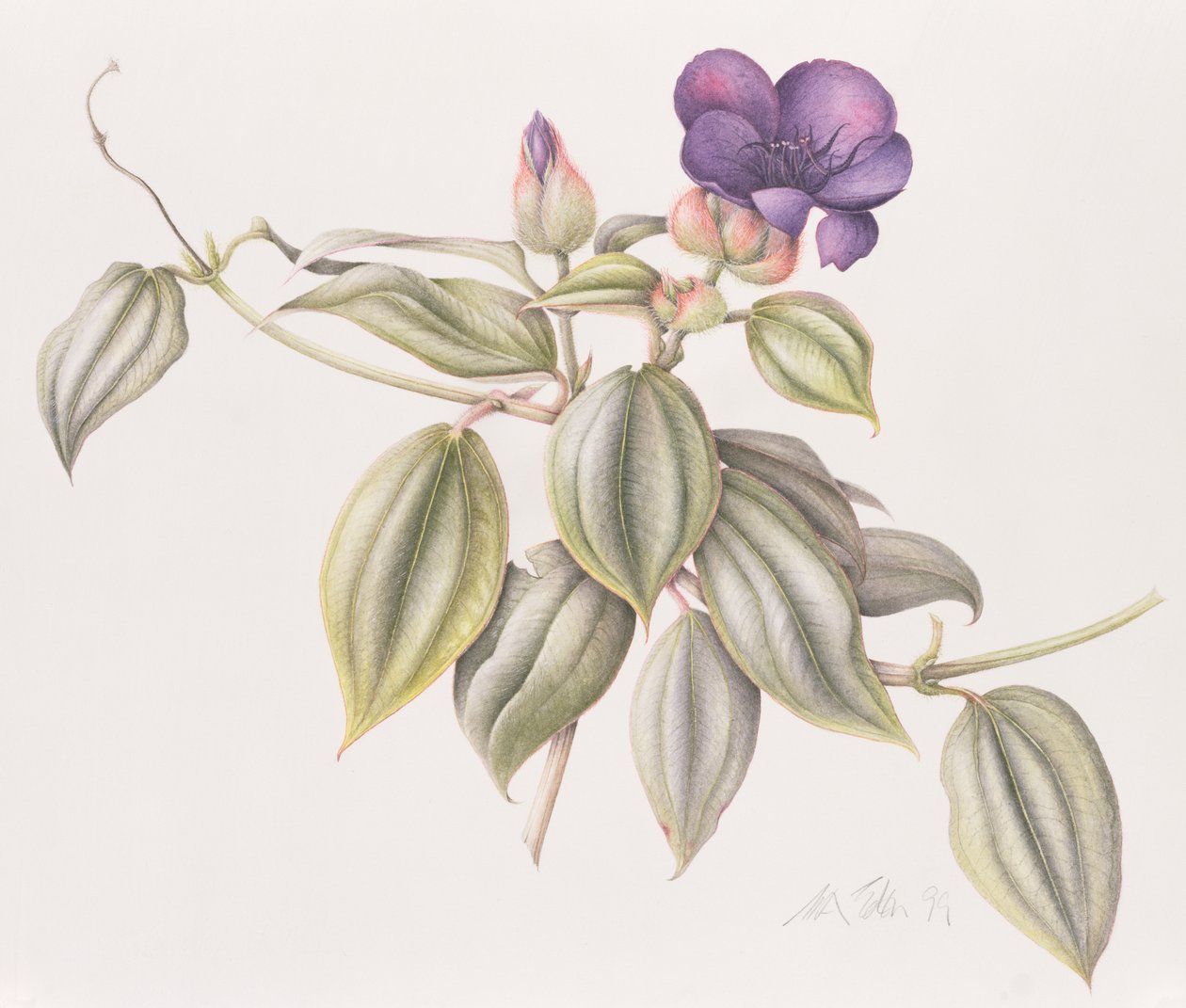 Ruhmesblume (Tibouchina Urvilleana) von Margaret Ann Eden