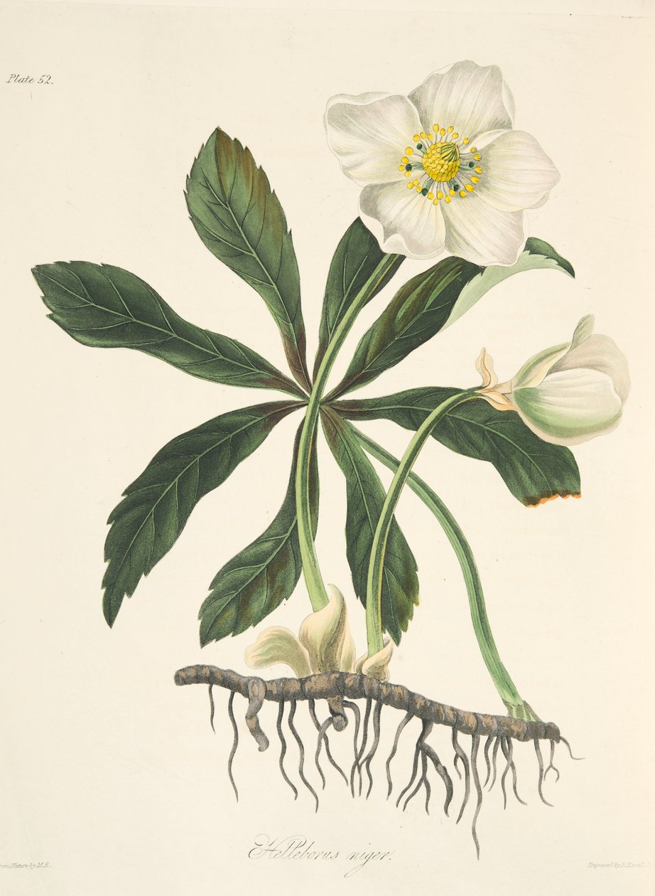 Schwarze Nieswurz oder Christrose, aus Florale Illustrationen der Jahreszeiten, veröffentlicht 1829 von Margaret Roscoe