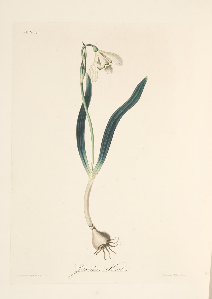 Gemeines Schneeglöckchen, aus Florale Illustrationen der Jahreszeiten, veröffentlicht 1829 von Margaret Roscoe