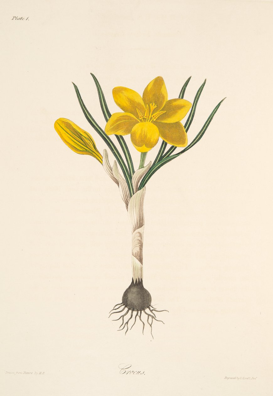 Gemeiner Gelber Krokus, aus Florale Illustrationen der Jahreszeiten, veröffentlicht 1829 von Margaret Roscoe