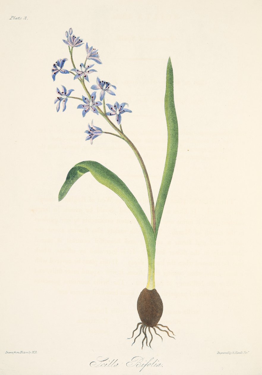Zweiblättrige Blaustern, aus Florale Illustrationen der Jahreszeiten, veröffentlicht 1829 von Margaret Roscoe