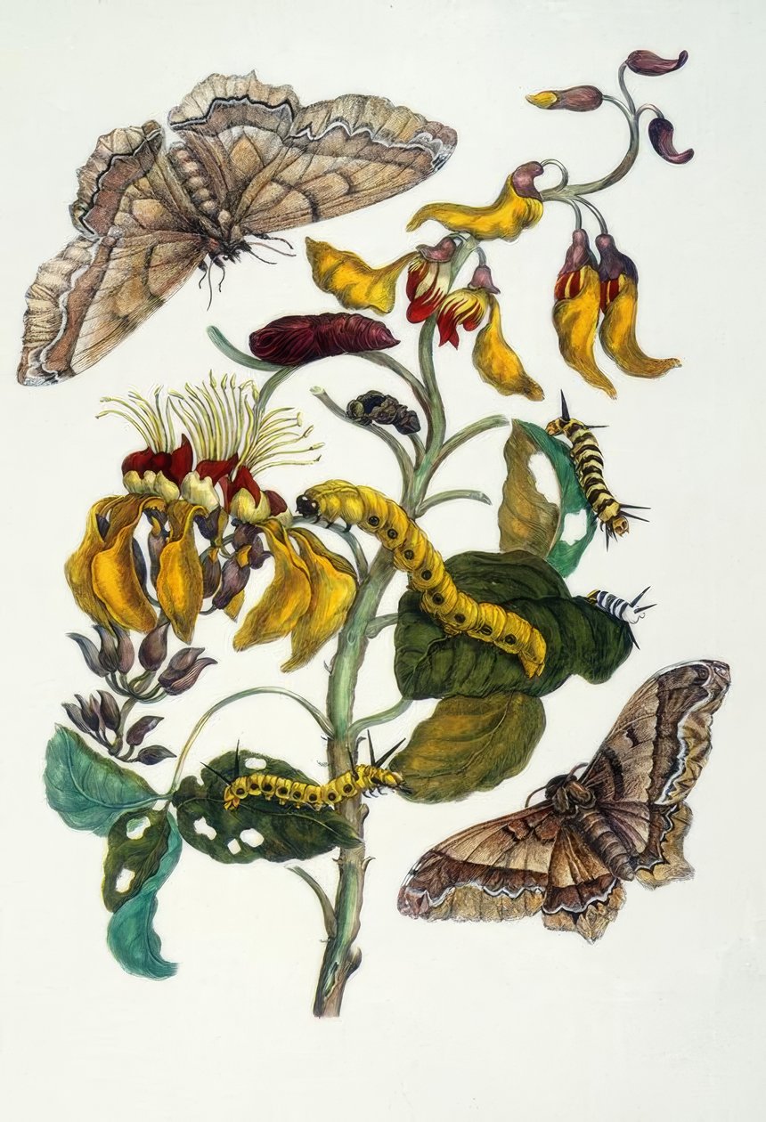 M.S.Merian, Korallenbaum und Seidenspinn