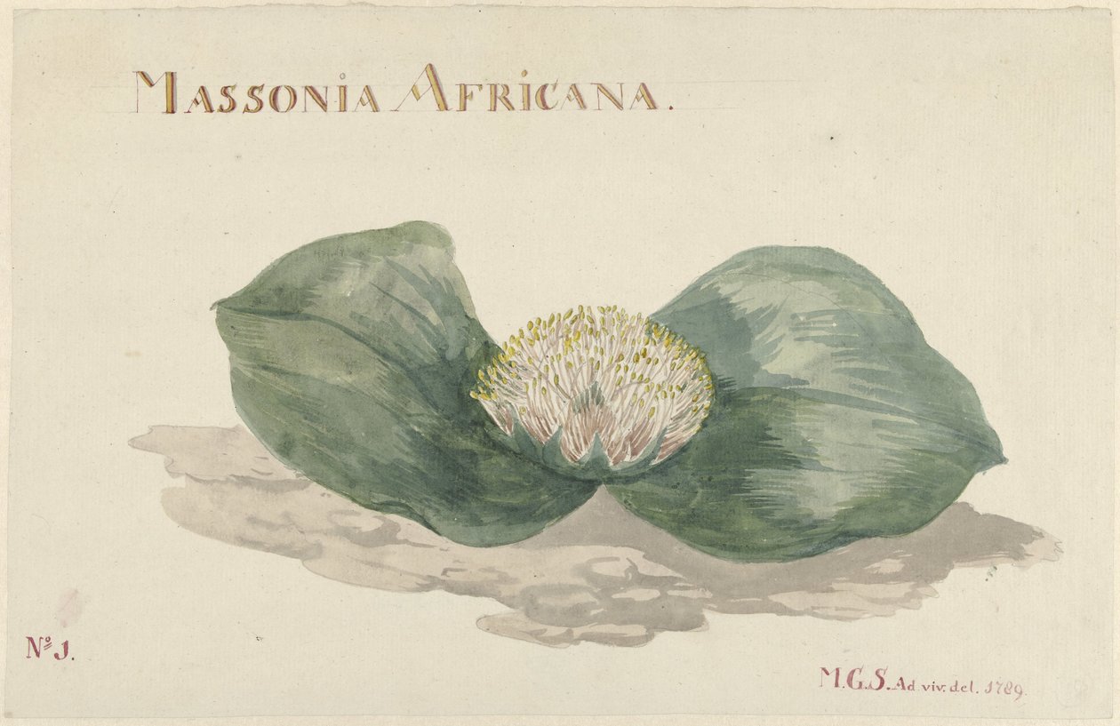 Blume Massonia Africana von Maria Geertruida Barbiers Snabilié