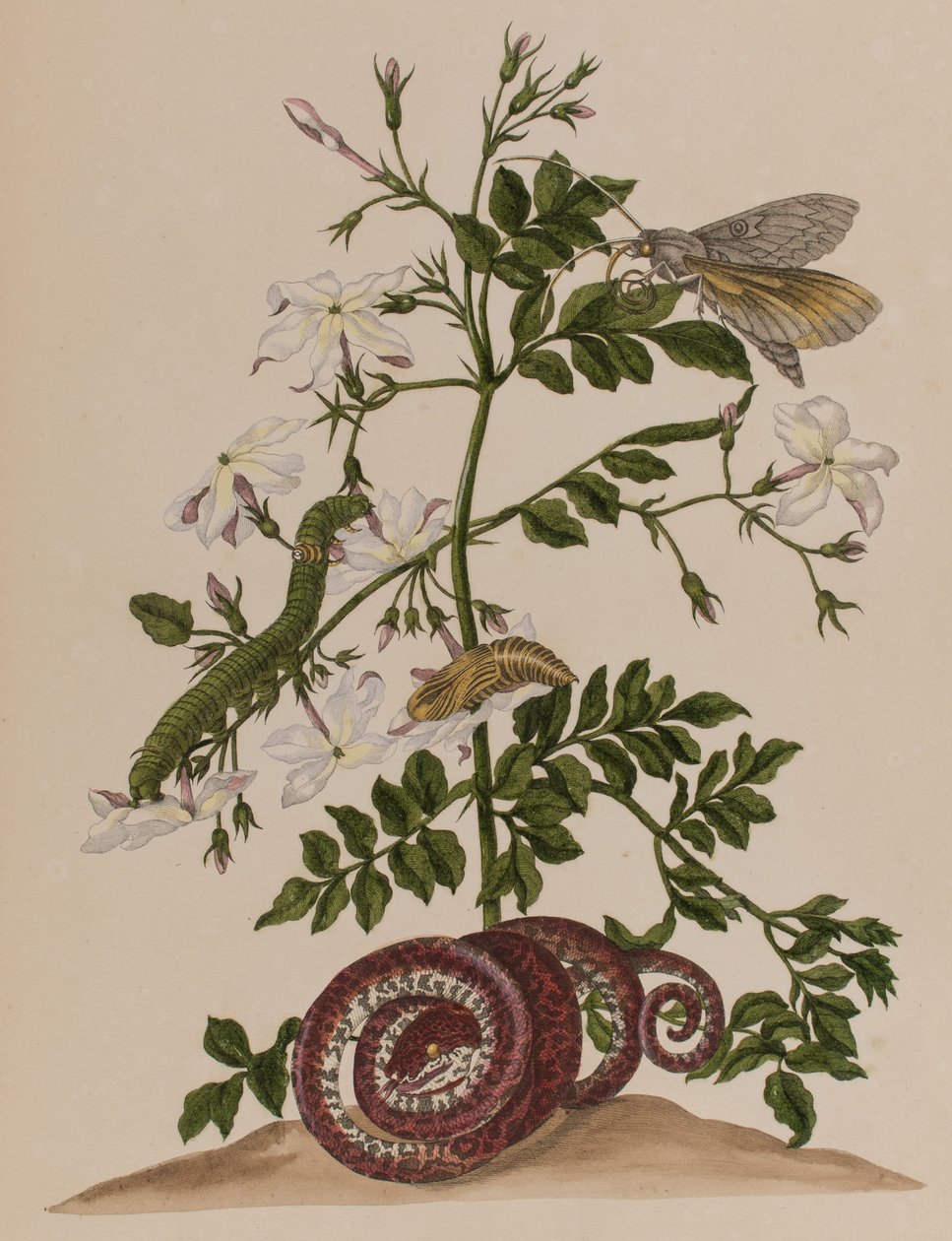 Illustration aus 