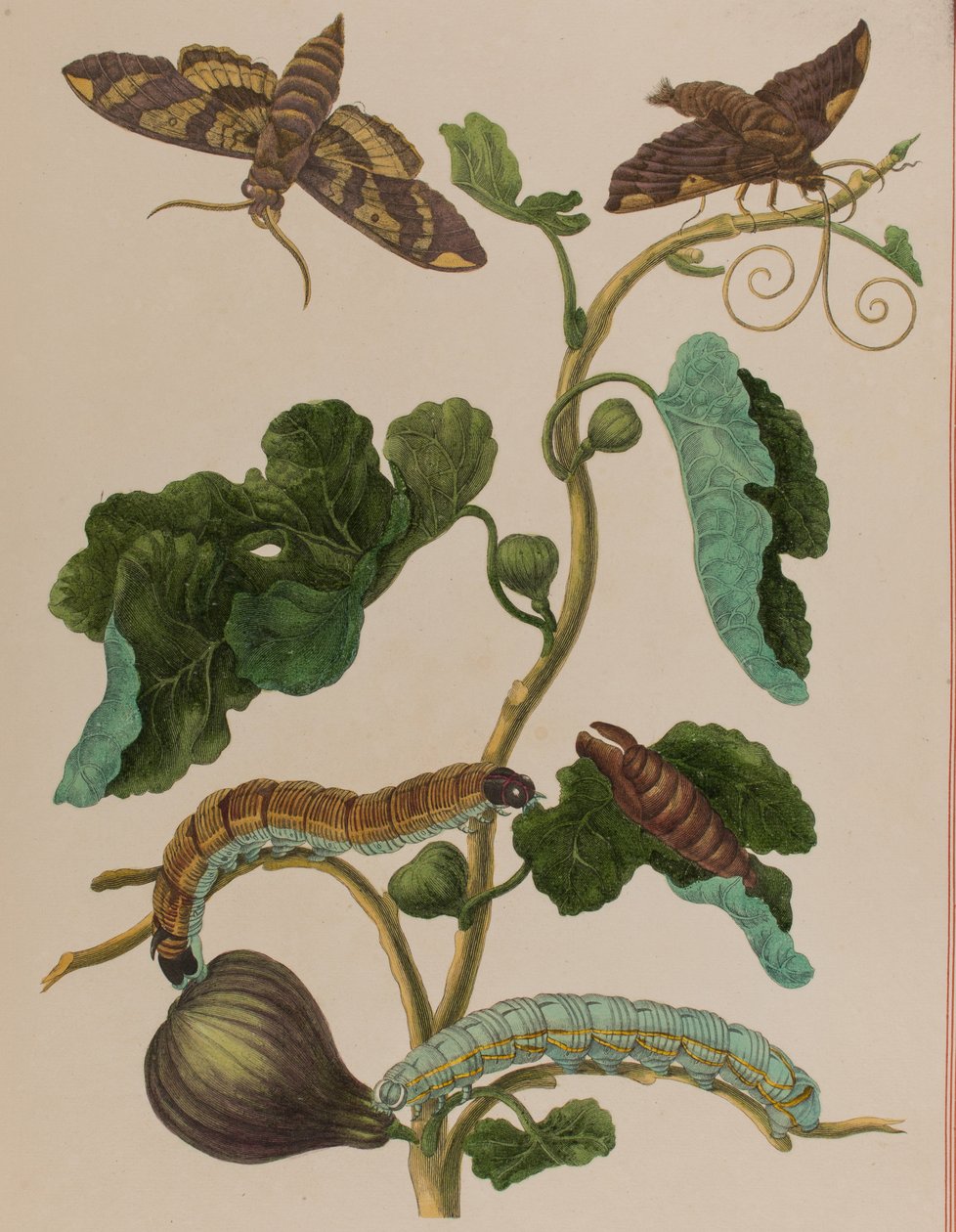 Illustration aus 
