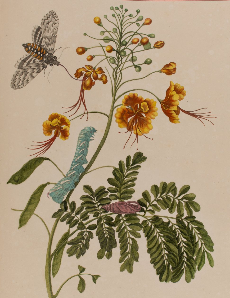 Illustration aus 