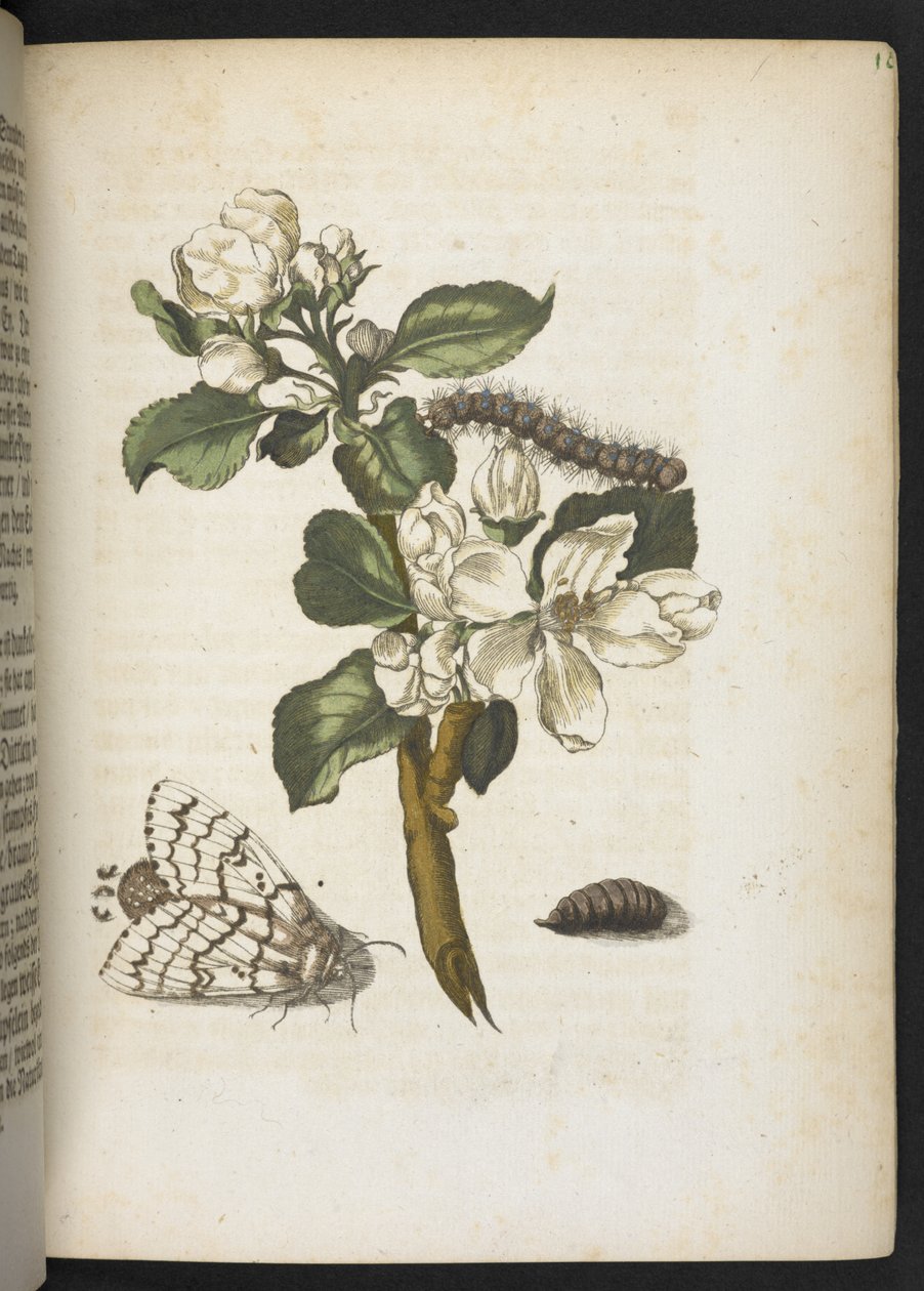 Der Raupen wunderbare Verwandlung und sonderbare Blumen-Nahrung von Maria Sibylla Merian