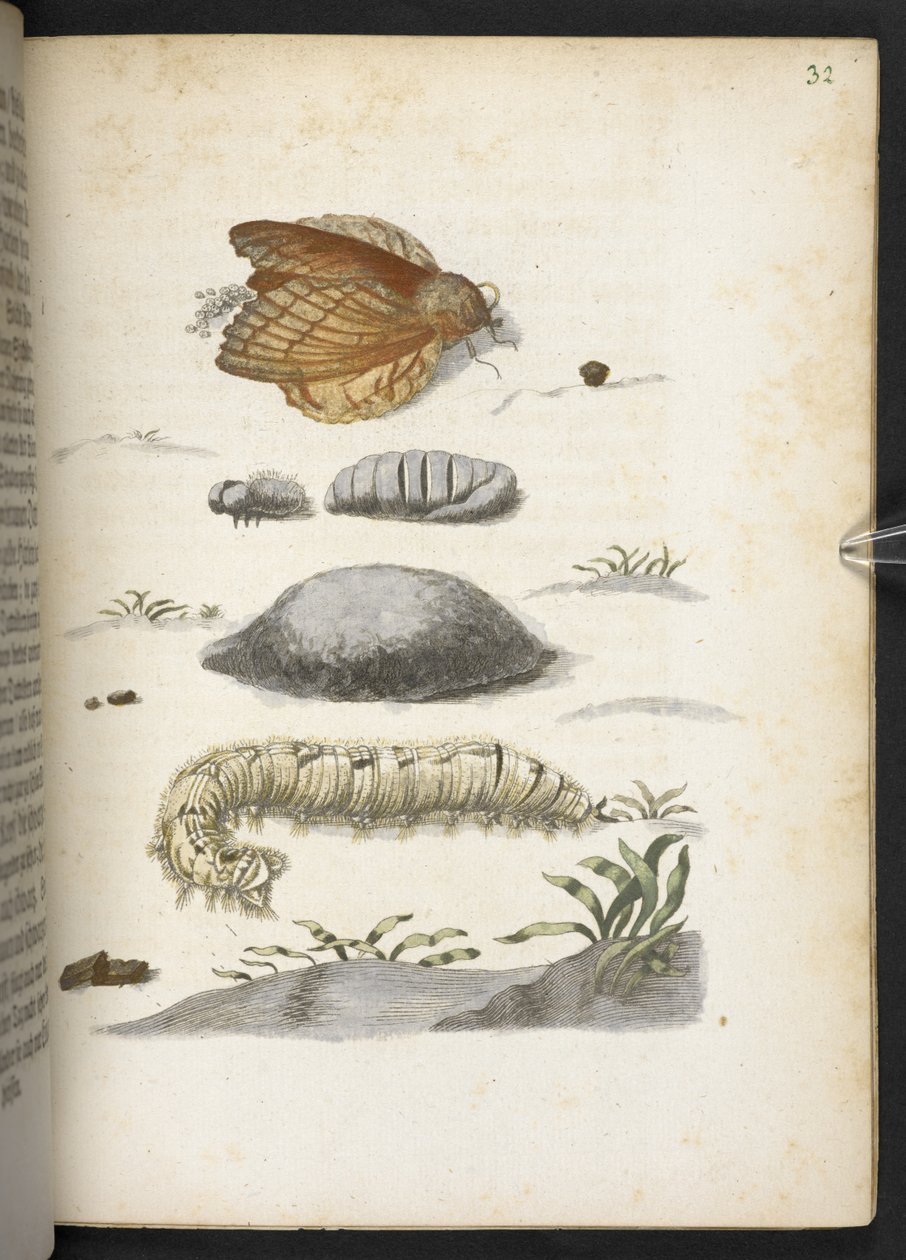 Der Raupen wunderbare Verwandlung und sonderbare Blumen-Nahrung von Maria Sibylla Merian