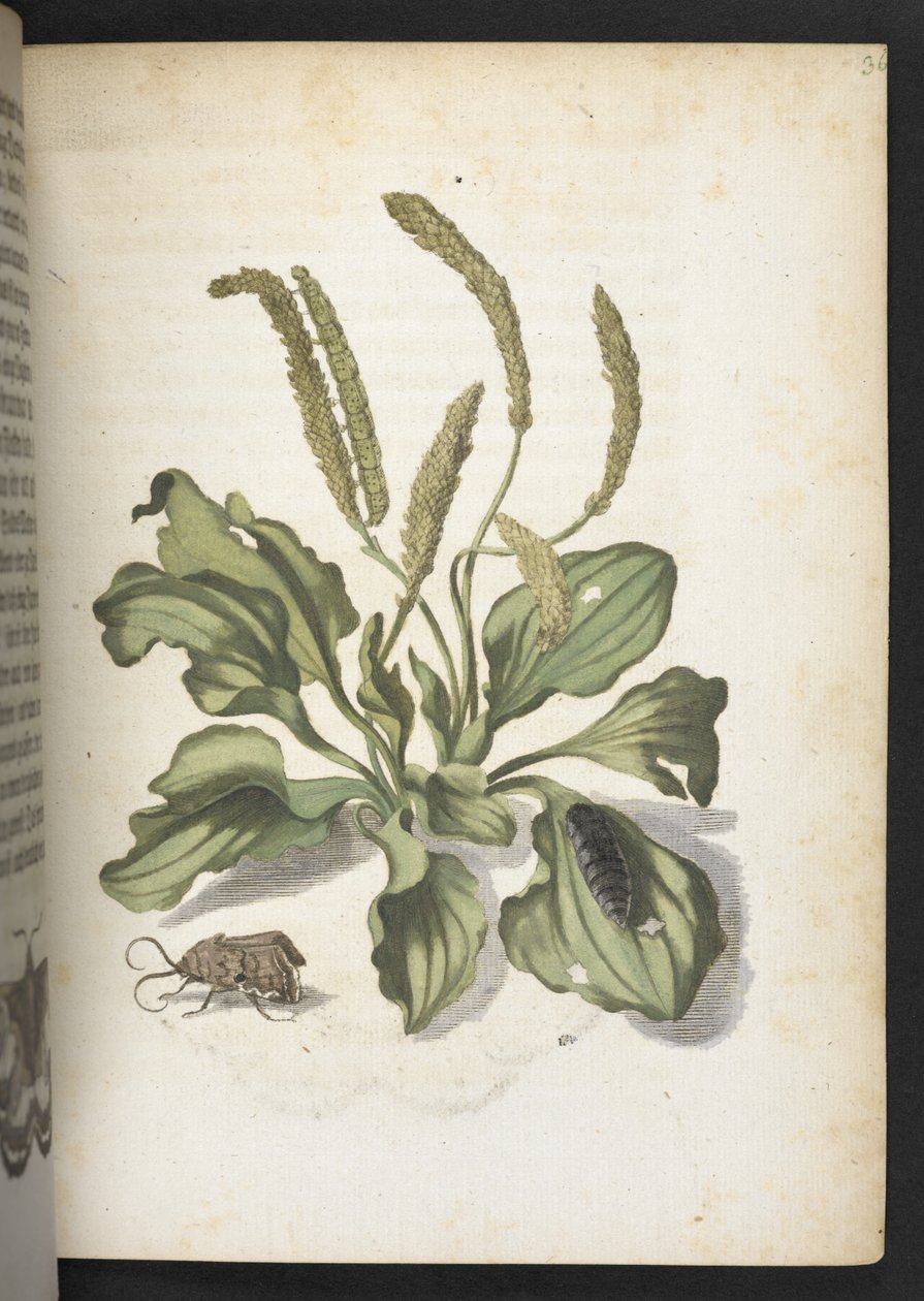Der Raupen wunderbare Verwandlung und sonderbare Blumen-Nahrung von Maria Sibylla Merian