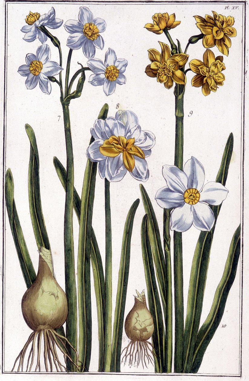 Narzisse - in „Allgemeine Geschichte der Insekten von Surinam und ganz Europa“ von Maria Sibylla de Merian, ed. Desnos, Paris von Maria Sibylla Merian