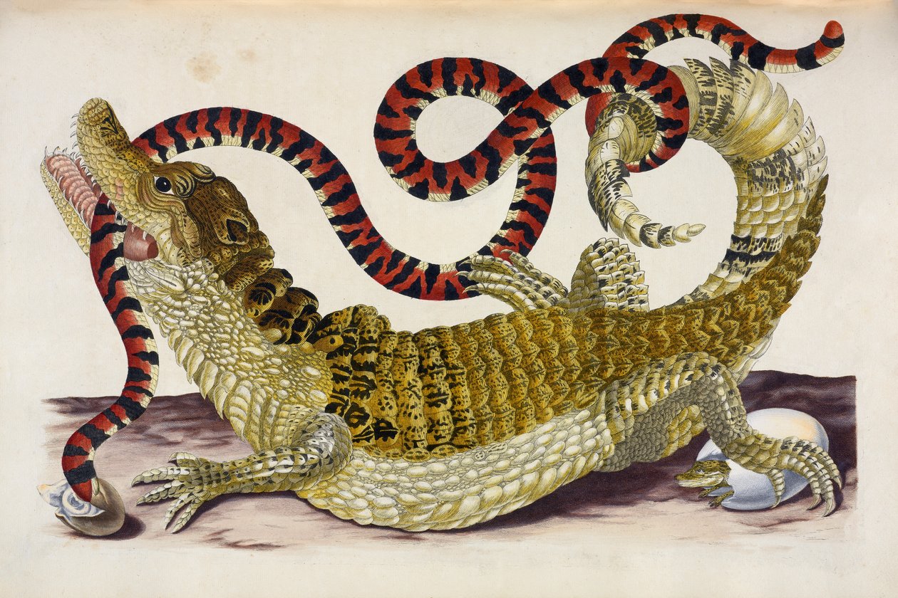 Surinam-Kaiman schützt ihre Jungen vor einer Korallenschlange von Maria Sibylla Merian