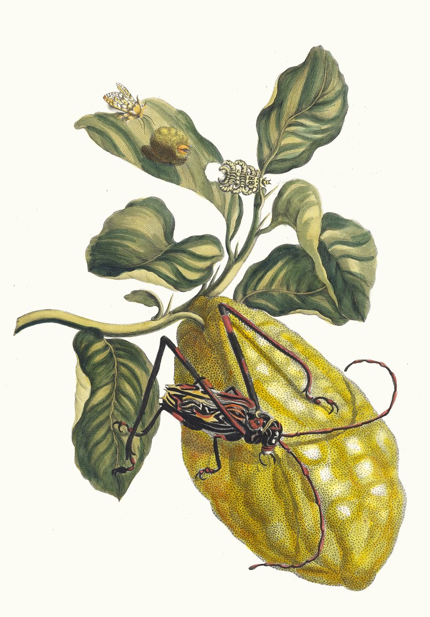Zitronenbaum. Aus dem Buch Metamorphosis insectorum Surinamensium von Maria Sibylla Merian
