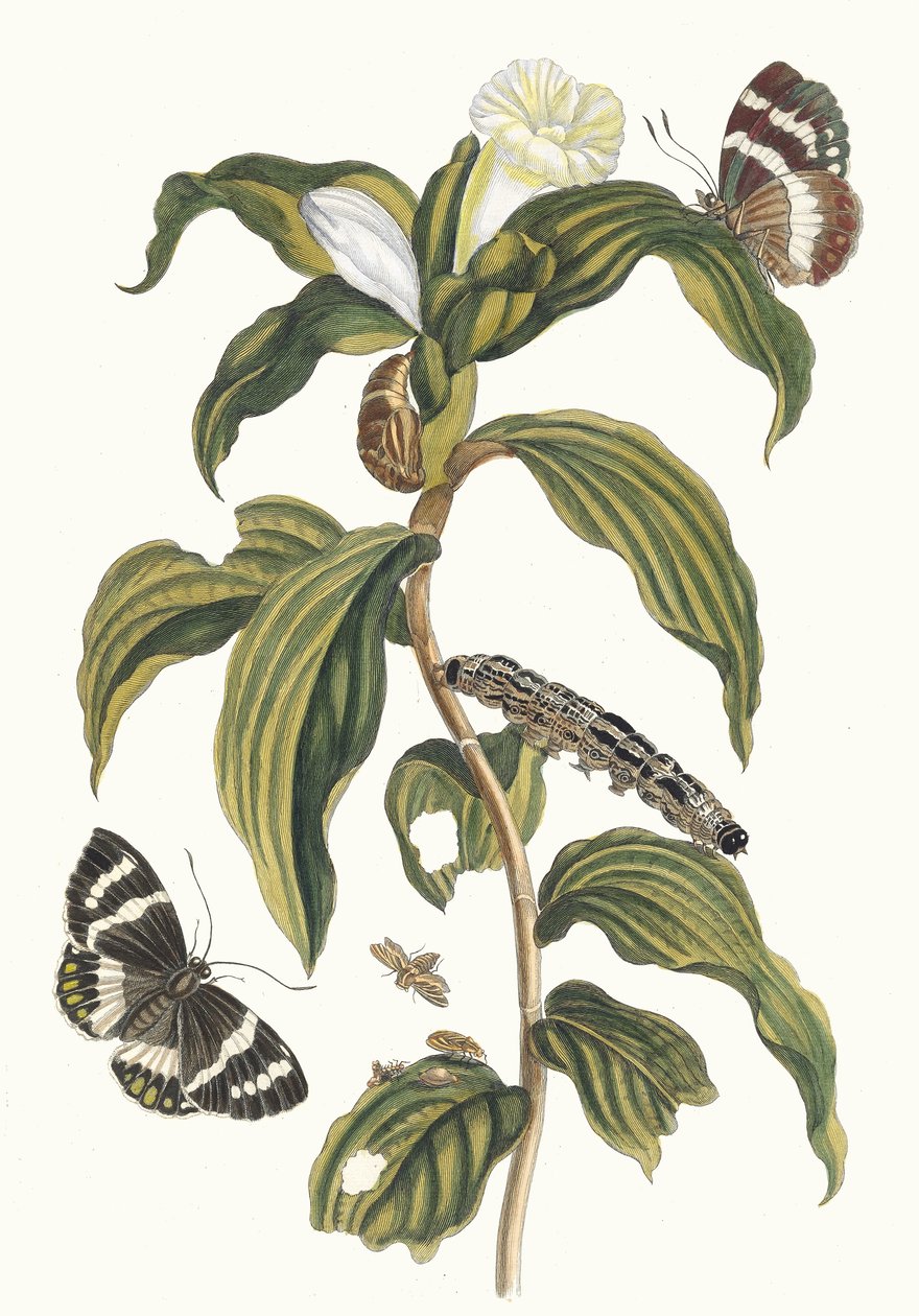 Costus arabicus. Aus dem Buch Metamorphosis insectorum Surinamensium, 1705 von Maria Sibylla Merian