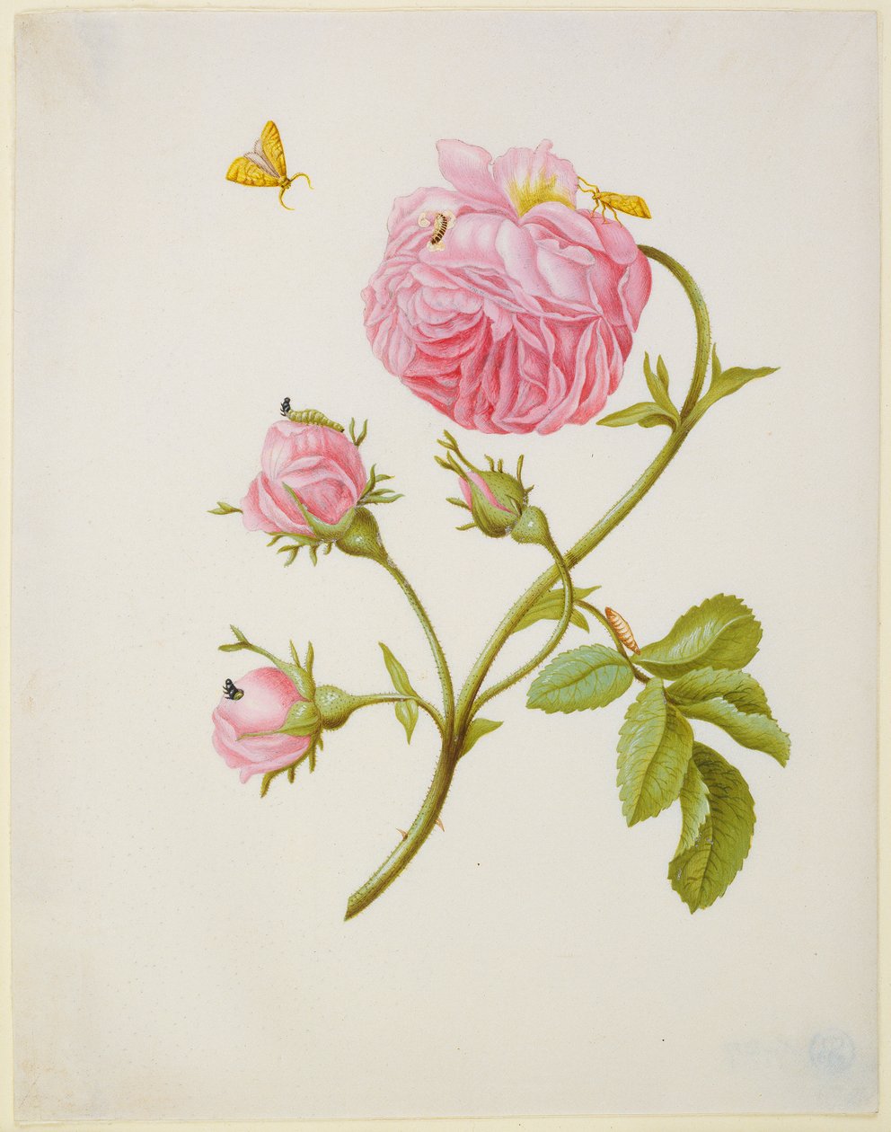 Rose mit Metamorphose des Blattwicklers und einer angeklebten Käferlarve von Maria Sibylla Merian