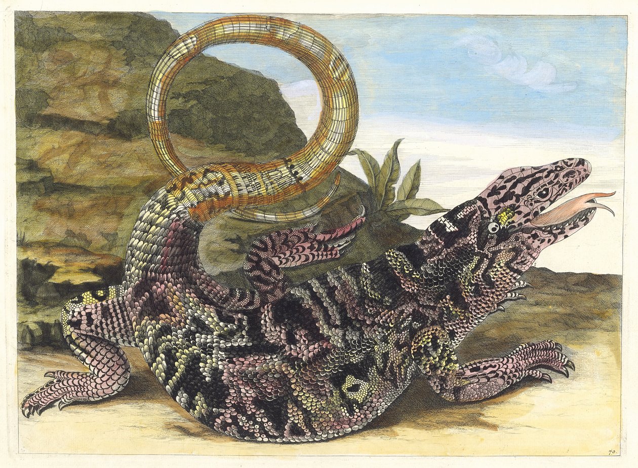 Sauvegarde. Aus dem Buch Metamorphosis insectorum Surinamensium, 1705 von Maria Sibylla Merian