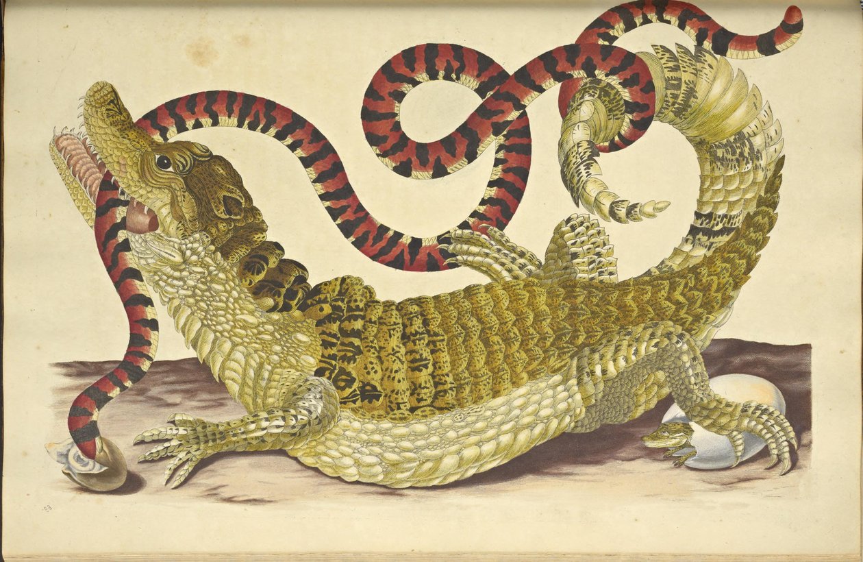 Brillenkaiman und eine falsche Korallenschlange von Maria Sibylla Merian