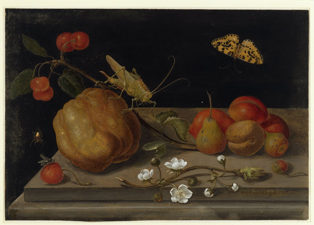 Stillleben mit Früchten, einer Heuschrecke und einem Schmetterling von Maria Sibylla Merian