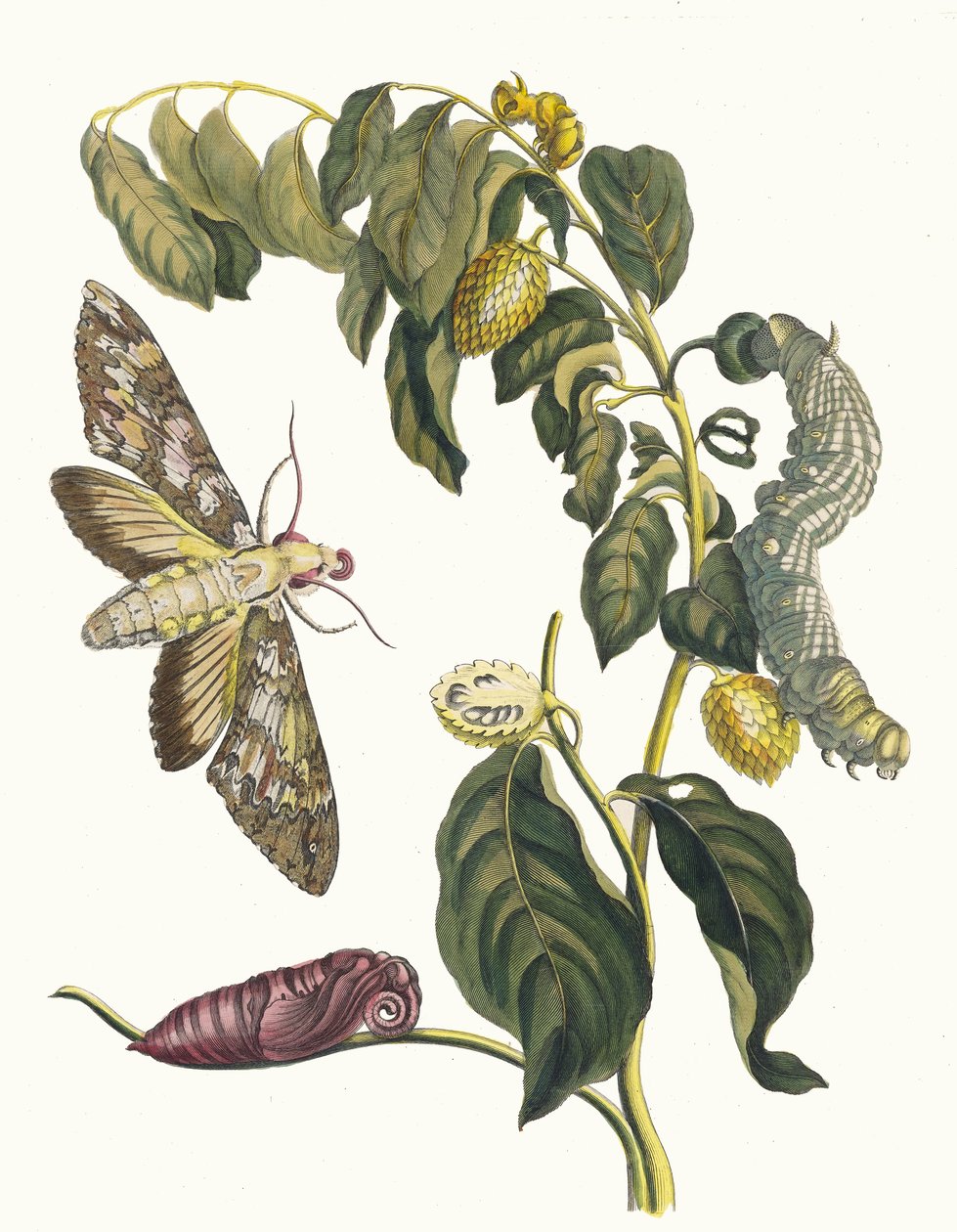 Zursak. Aus dem Buch Metamorphosis insectorum Surinamensium von Maria Sibylla Merian