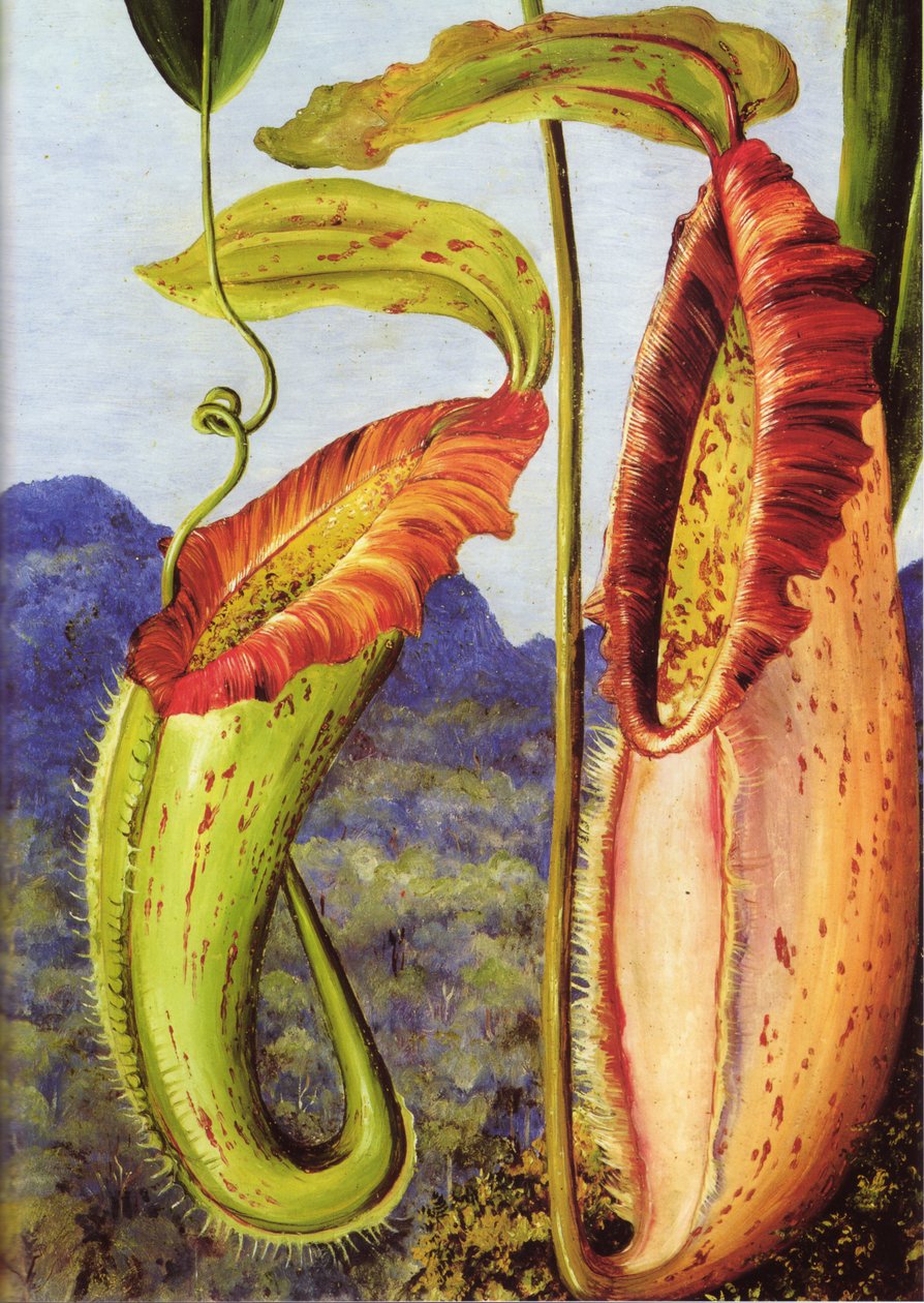 Eine neue Kannenpflanze aus den Kalksteinbergen von Sarawak, Borneo von Marianne North