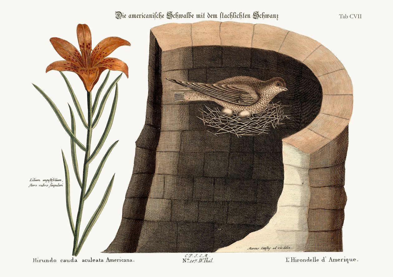 Die amerikanische Schwalbe, 1749-73 von Mark Catesby