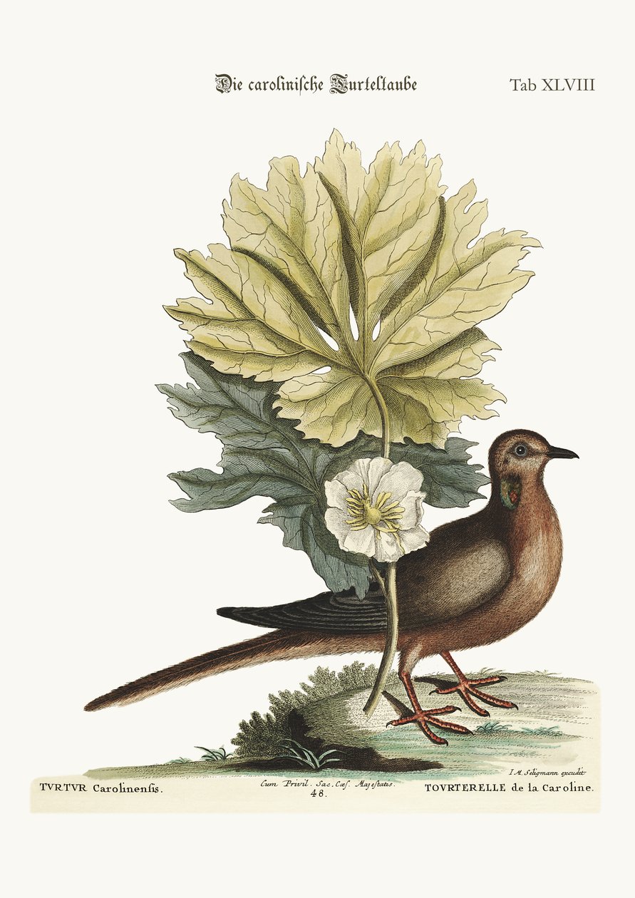 Die Schildkröte von Carolina, 1749-73 von Mark Catesby
