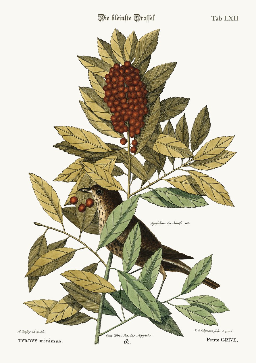 Die kleine Drossel, 1749-73 von Mark Catesby