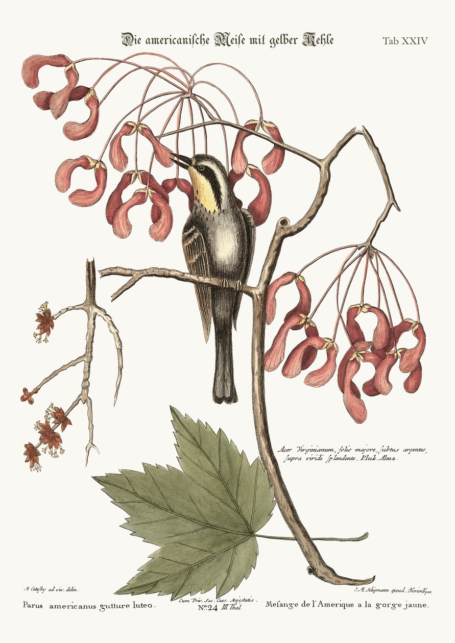 Der Gelbkehl-Kriecher, 1749-73 von Mark Catesby