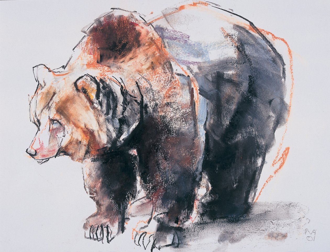 Europäischer Braunbär, 2001 von Mark Adlington