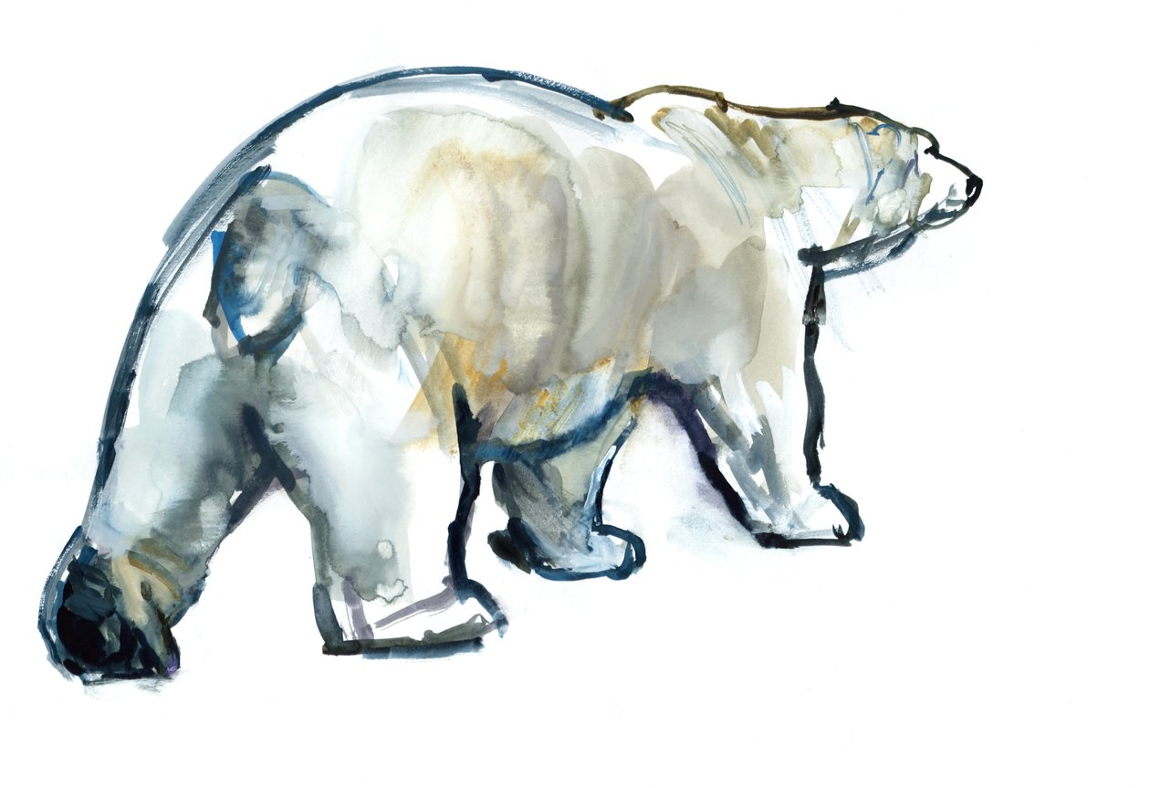 Gletscher-Minze (Eisbär), 2013 von Mark Adlington