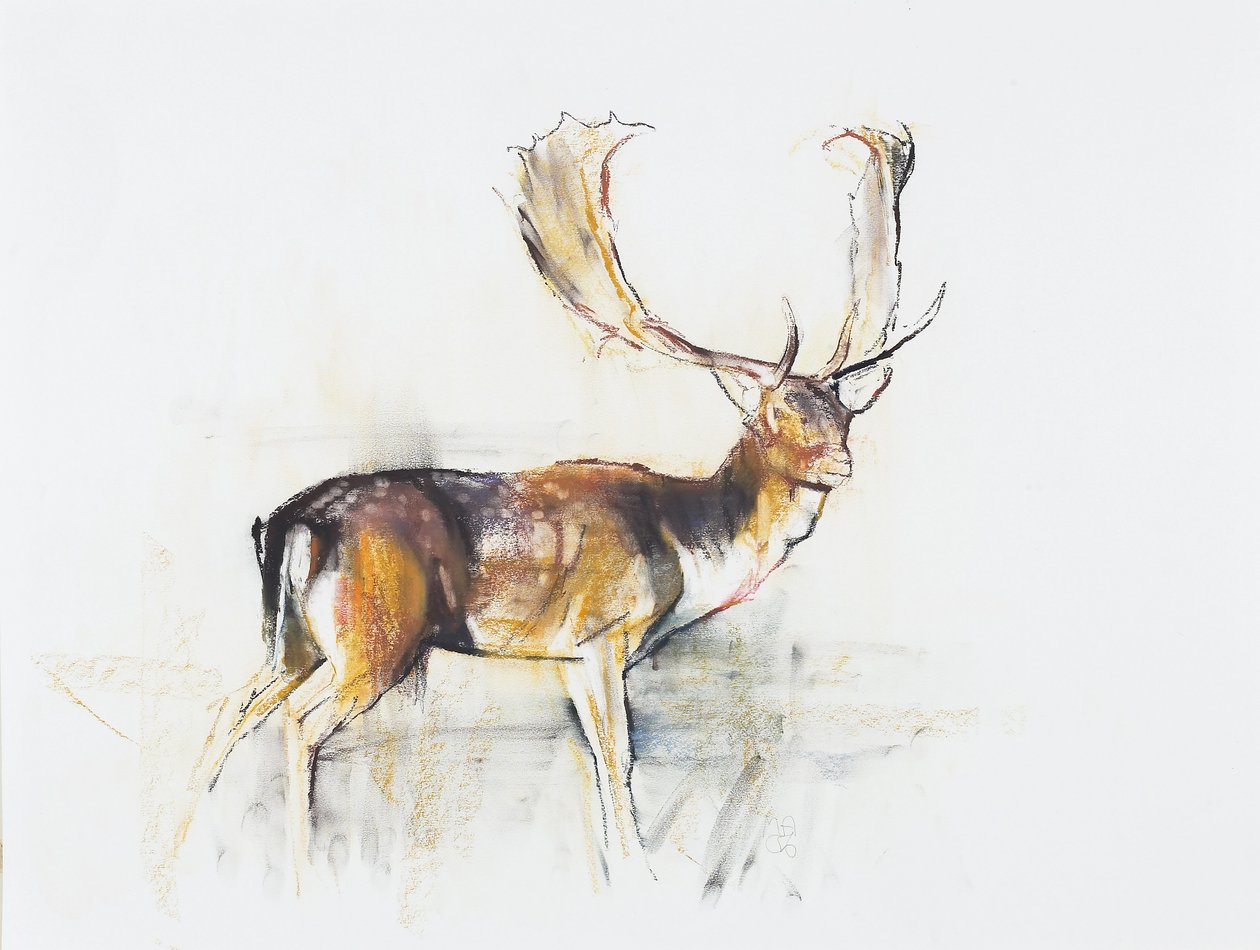 Studie eines Hirsches von Mark Adlington