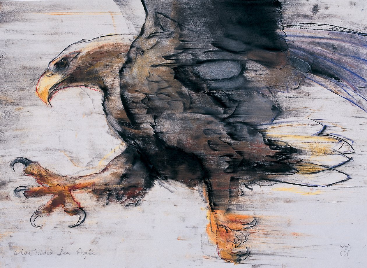 Krallen - Seeadler, 2001 von Mark Adlington