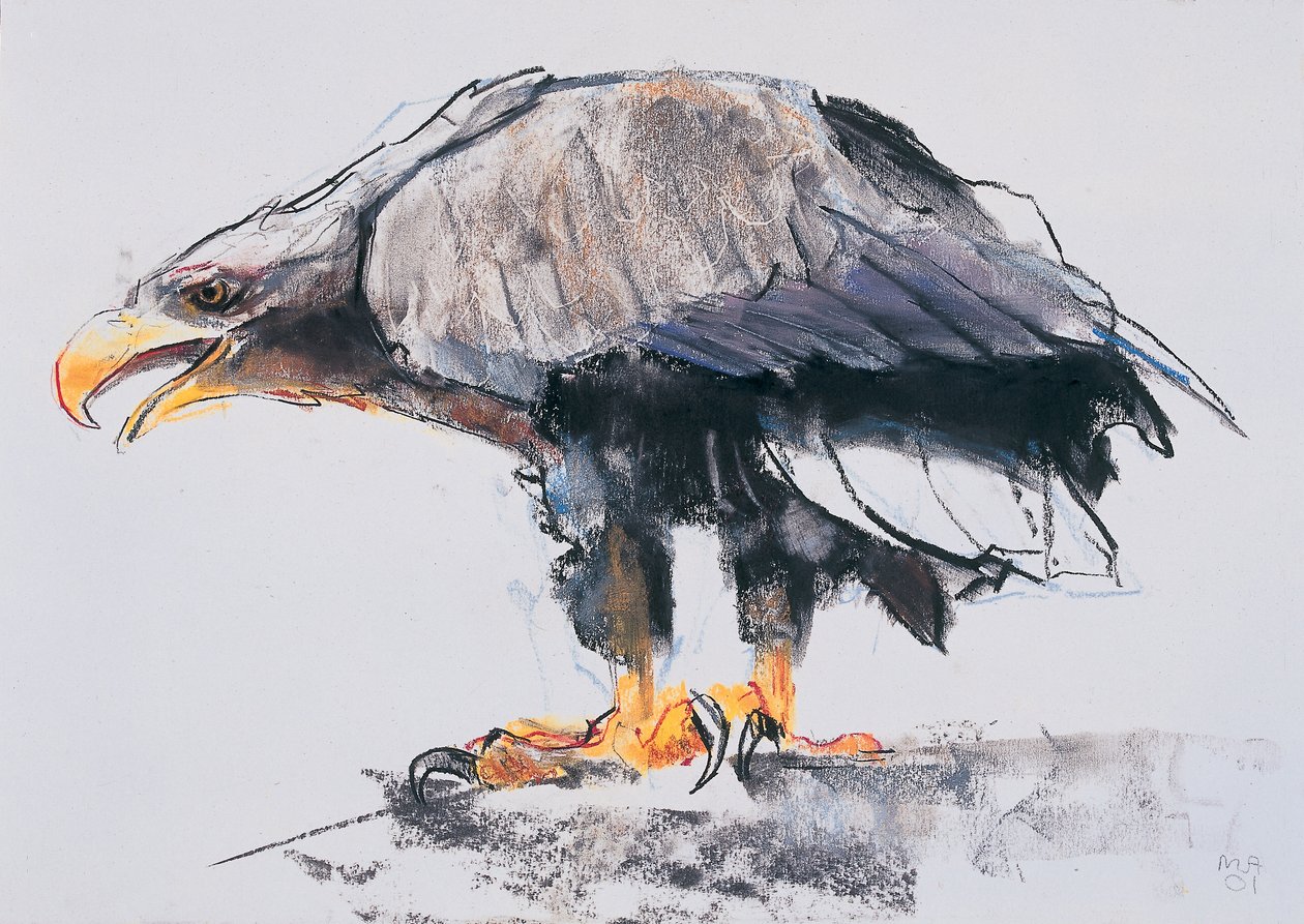 Weißschwanz-Seeadler, 2001 von Mark Adlington