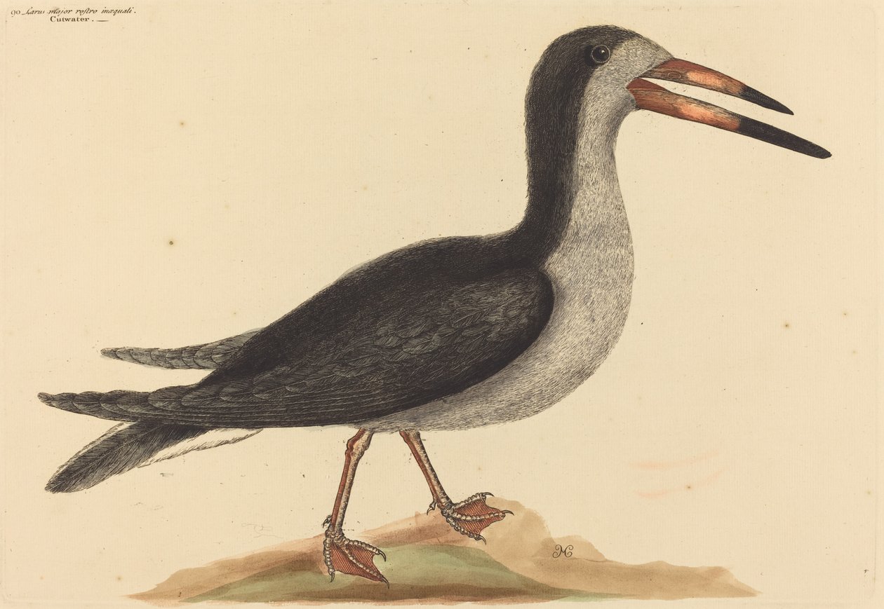 Der Cutwater Rhynchops nigra, veröffentlicht 1731-1743 von Mark Catesby