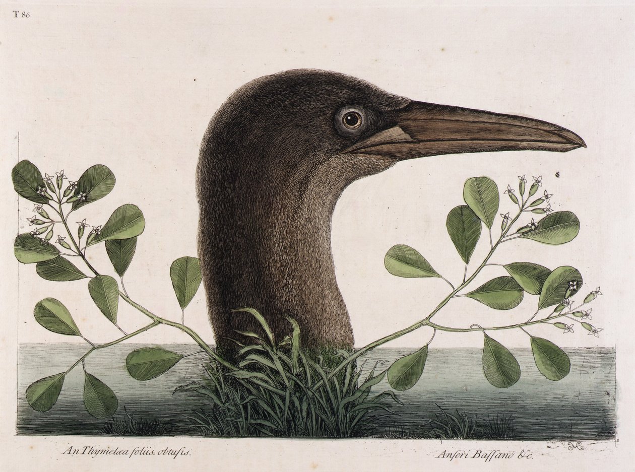 Der große Tölpel von Mark Catesby