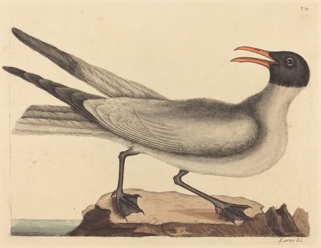 Die Lachmöwe Larus articilla, veröffentlicht 1731-1743 von Mark Catesby