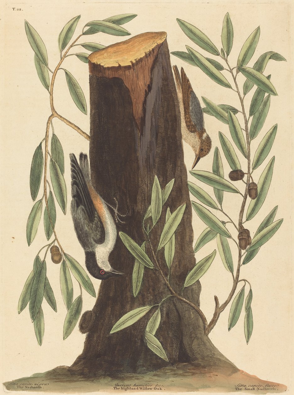 Der Kleiber Sitta Europaea, veröffentlicht 1754 von Mark Catesby