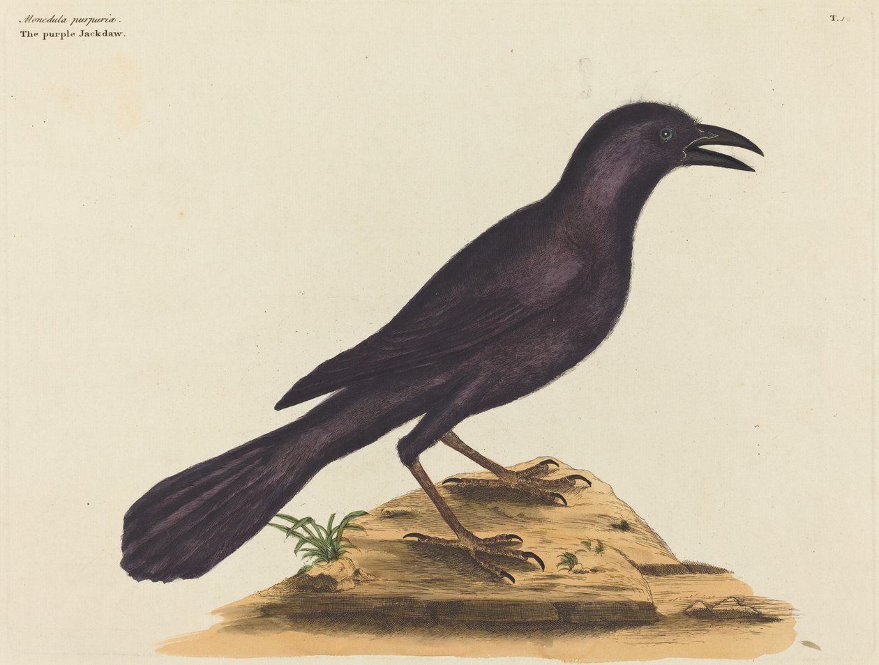 Die Purpurgrackel von Mark Catesby