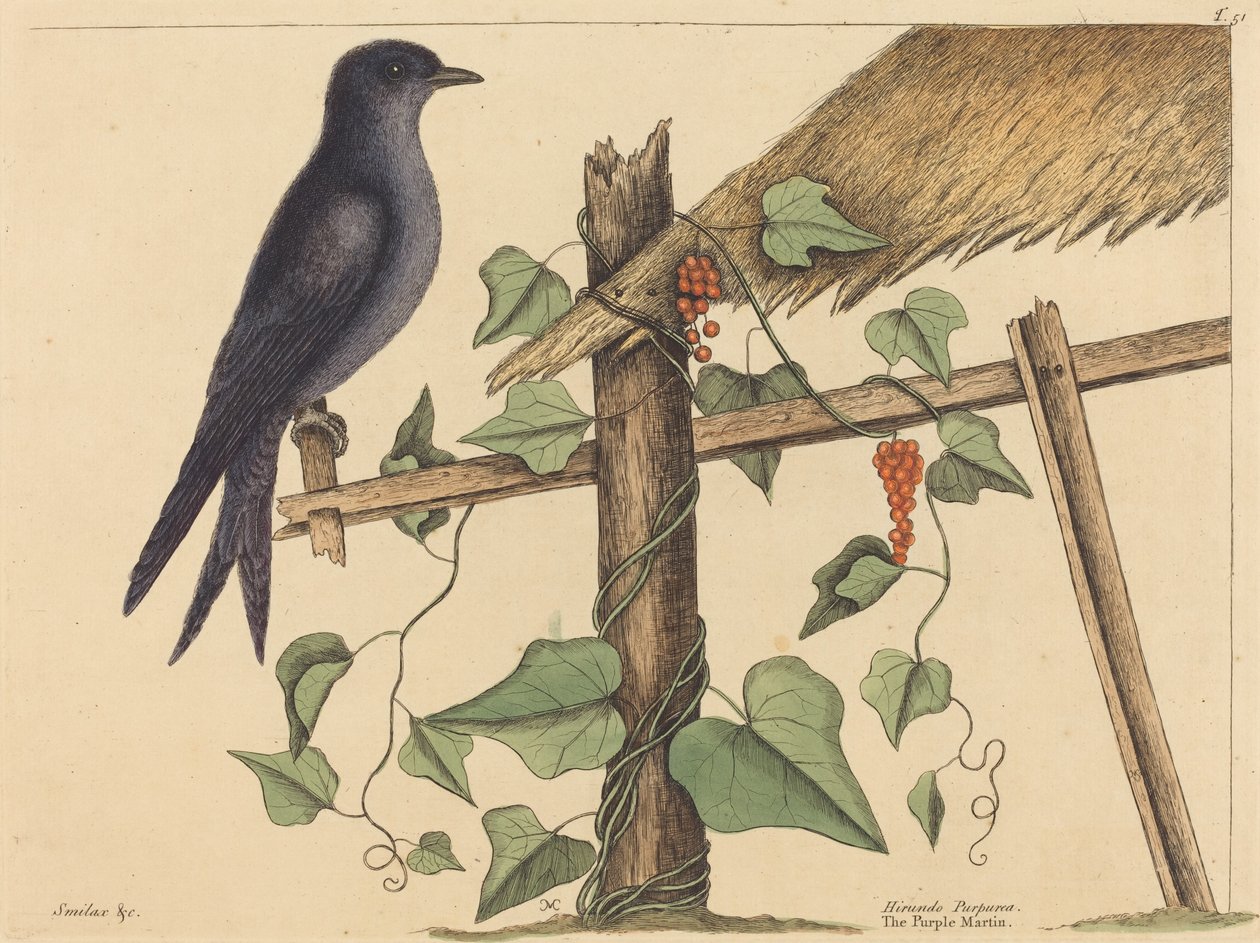 Die Purpurschwalbe von Mark Catesby