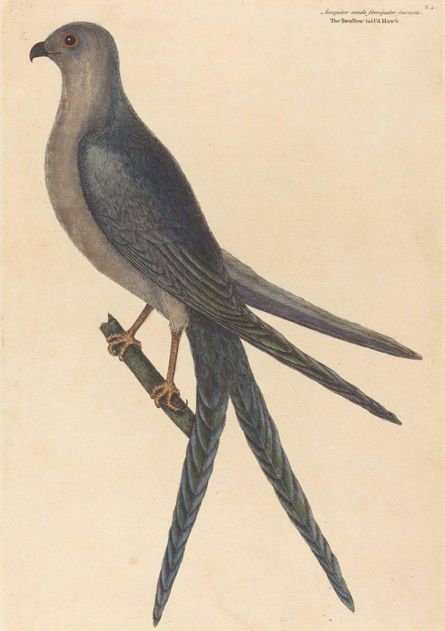 Der Schwalbenschwanzfalke Falco furcatus, veröffentlicht 1754 von Mark Catesby